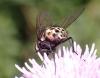 326867 – Photo : Catherine Reymonet-Smitten – France (19)